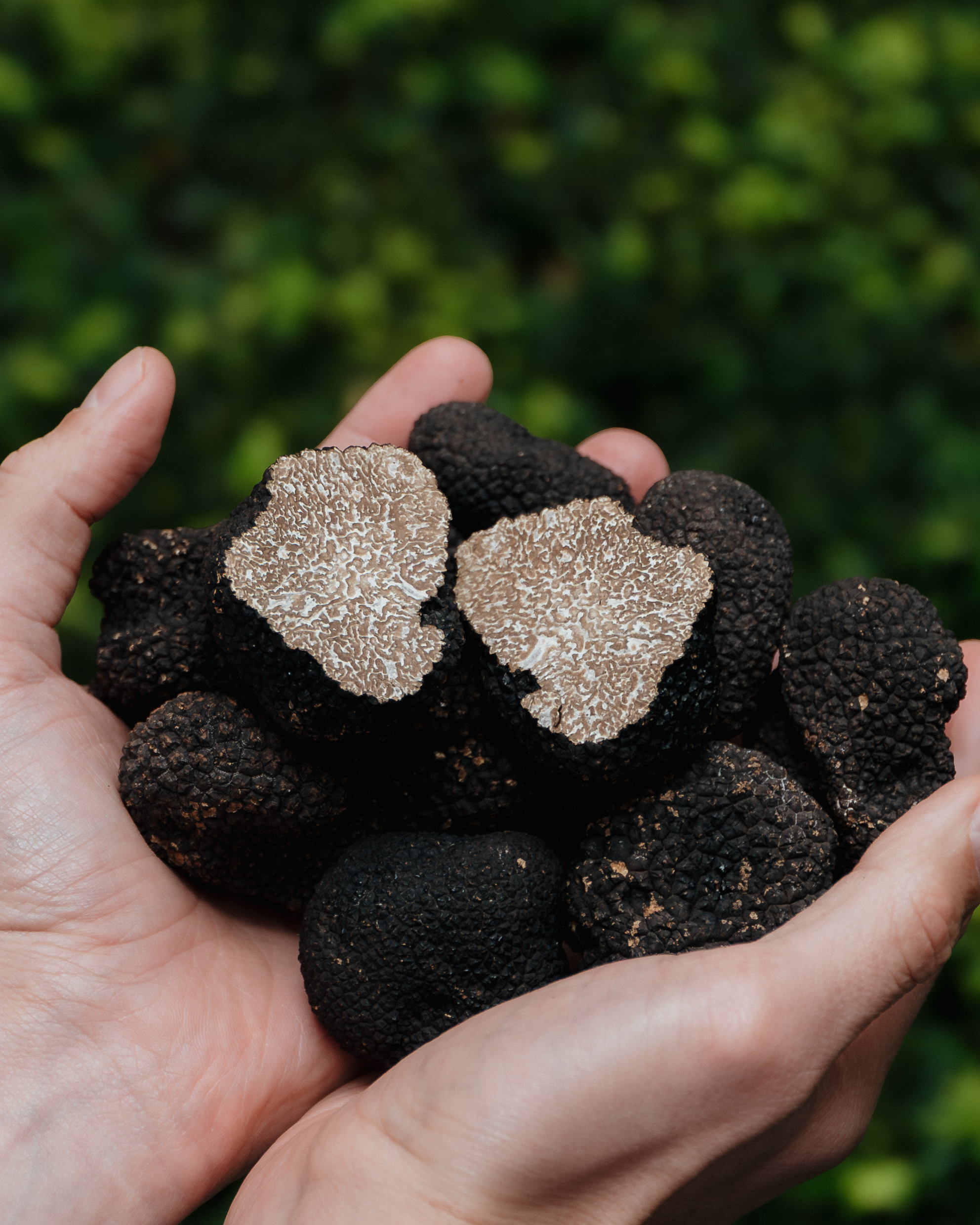Black truffles in hand at Pollini Ladbroke Hall prepared by Michelin star chef Emanuele Pollini London